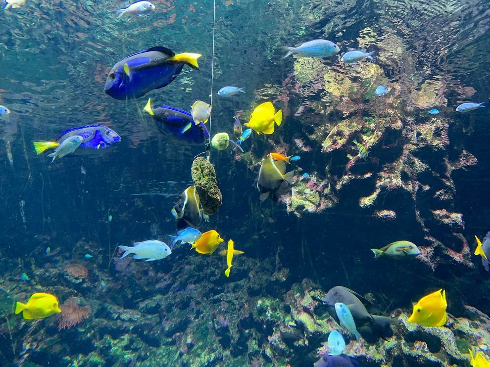 Cattolica Aquarium