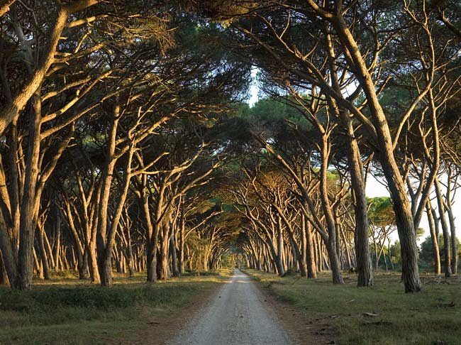 Parco Migliarino San Rossore Massaciuccoli
