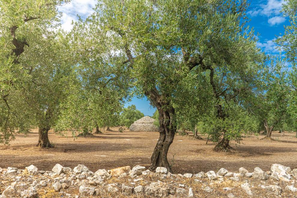 Bisceglie természeti környezete