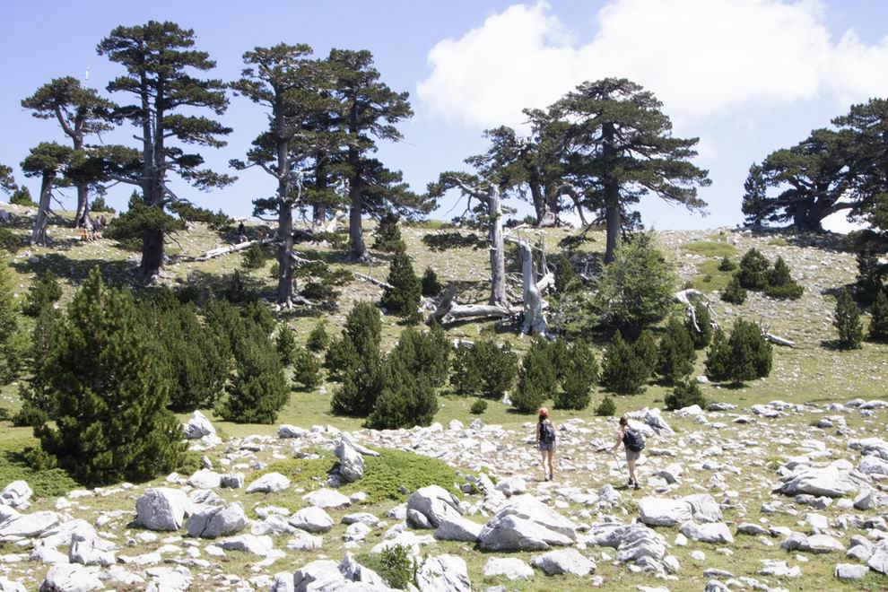 Pollino Nemzeti Park