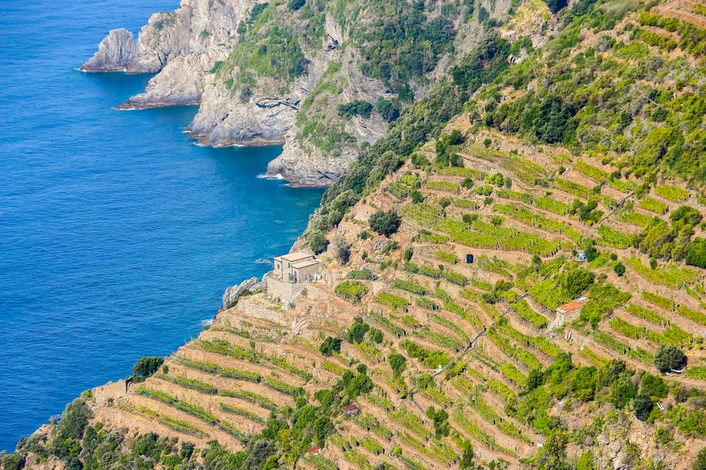 Riomaggiore szőlő