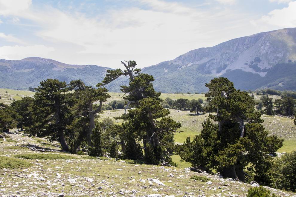 Pollino Nemzeti Park