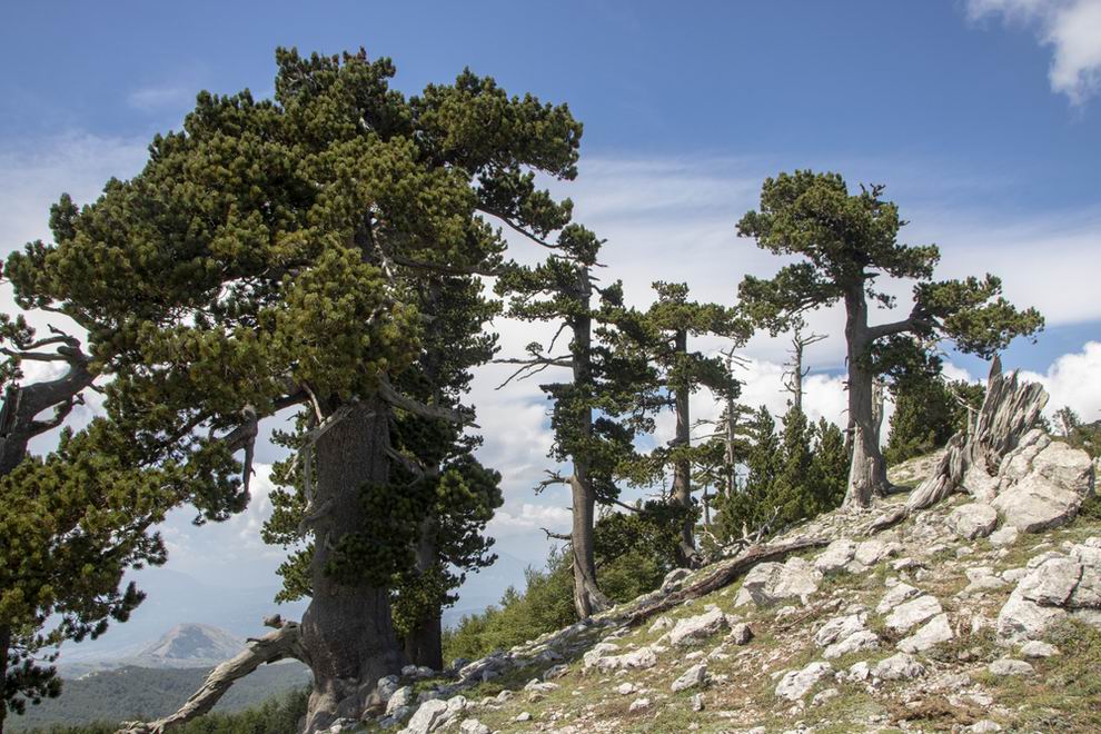 Pollino Nemzeti Park
